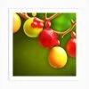 Christmas Tree With Fruits Art Print -Xmas Gifts Hub m2Fgen2Fart print square p12F726e0e3a b3bb 496e 81fc 6b7051c05c55