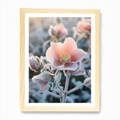 Frosty Botanical Christmas Rose 2 Art Print -Xmas Gifts Hub m2Fgen2Fart print std portrait framed oak2Ff0def886 7658 4b6e 9ecb 136f1f23fa34