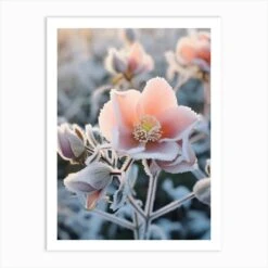 Frosty Botanical Christmas Rose 2 Art Print